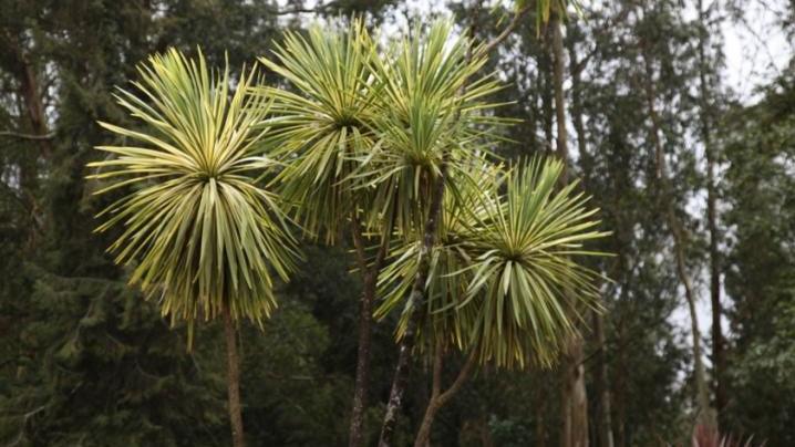 Cordyline australis variegata,Grass Palm Variegated - Kadiyam Nursery