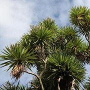 Cordyline australis,Cabbage Tree - Kadiyam Nursery
