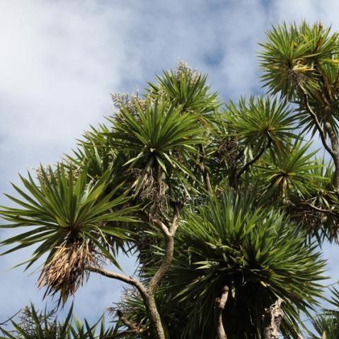 Cordyline australis,Cabbage Tree - Kadiyam Nursery