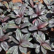Cordyline black ruby,Cordyline Black Ruby - Kadiyam Nursery