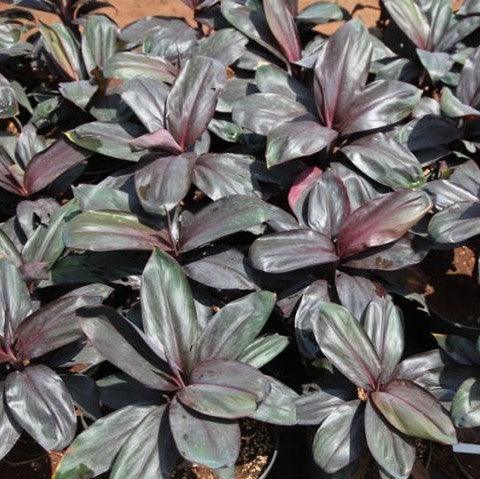 Cordyline black ruby,Cordyline Black Ruby - Kadiyam Nursery