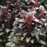 Cordyline compacta,Cordyline Compacta, Dracena Compacta - Kadiyam Nursery