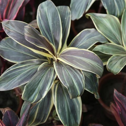 Cordyline ctc choclate hybrid,Dracena Ctc Choclate - Kadiyam Nursery