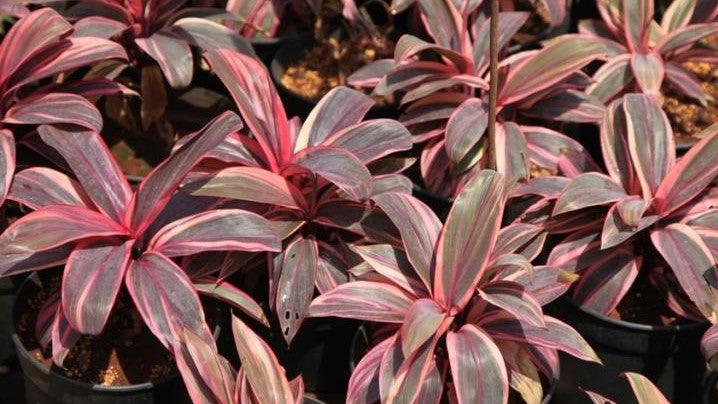 Cordyline ctc pink hybrid,Dracaena Ctc Pink Hybrid - Kadiyam Nursery