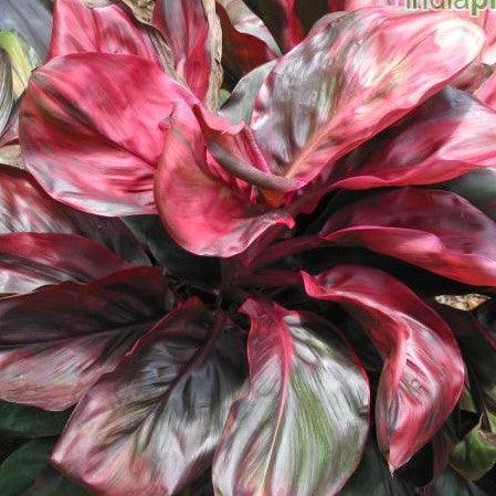 Cordyline red ruby,Round Red Leaved Dracaena, Red Ruby - Kadiyam Nursery