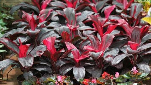 Cordyline red ruby,Round Red Leaved Dracaena, Red Ruby - Kadiyam Nursery