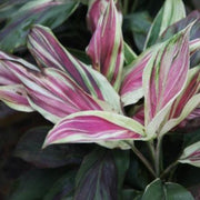 Cordyline terminalis amabilis,Pink Dracaena - Kadiyam Nursery