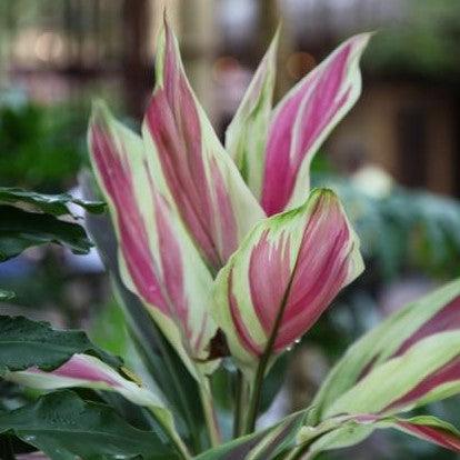 Cordyline terminalis amabilis,Pink Dracaena - Kadiyam Nursery