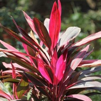 Cordyline terminalis mahatma,Dracaena Mahatma - Kadiyam Nursery