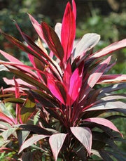 Cordyline terminalis mahatma,Dracaena Mahatma - Kadiyam Nursery