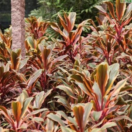 Cordyline terminalis rainbow,Dracaena Rainbow - Kadiyam Nursery