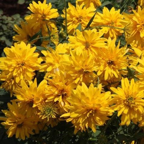 Coreopsis species,Coreopsis Species - Kadiyam Nursery