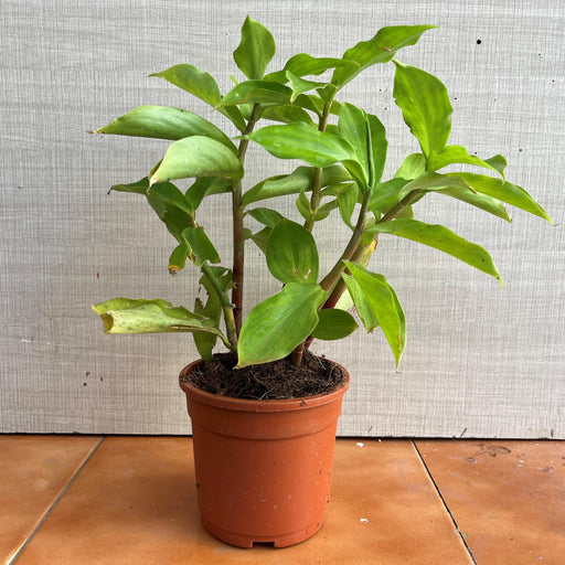 Corofitam Insulin Plant Hybrid Plant healthy Live Plant On Pot - Kadiyam Nursery