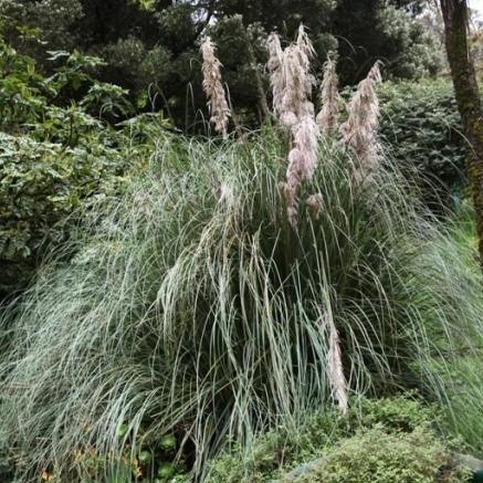 Cortaderia selloana, C. argentea,Pampas Grass - Kadiyam Nursery