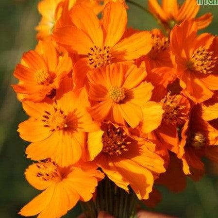 Cosmos sulphureus,Cosmos - Kadiyam Nursery