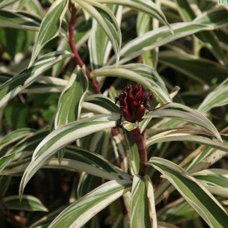 Costus speciosus variegatus,Costus Variegatus, Variegatus Ginger - Kadiyam Nursery