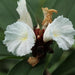 Costus speciosus,Crepe Ginger - Kadiyam Nursery