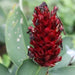 Costus speciosus,Crepe Ginger - Kadiyam Nursery