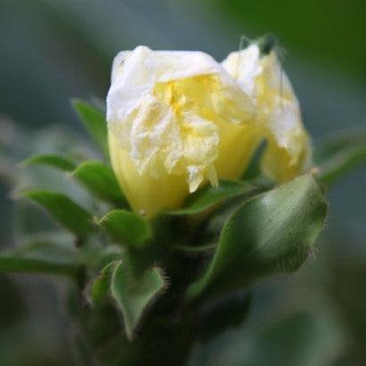 Costus villosissimus,Yellow Costus, Porcupine Ginger - Kadiyam Nursery