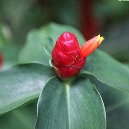 Costus woodsonii,Costus Broad Leaved, Broad Leaves Ginger - Kadiyam Nursery