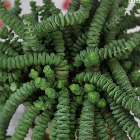 Crassula hottentot,Crassula hottentot - Kadiyam Nursery