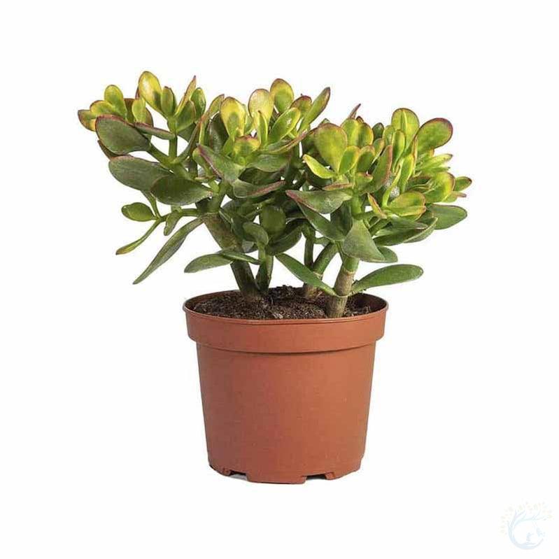 Crassula Ovata plant - Kadiyam Nursery