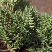 Crassula tetragona,Miniature Pine Tree - Kadiyam Nursery