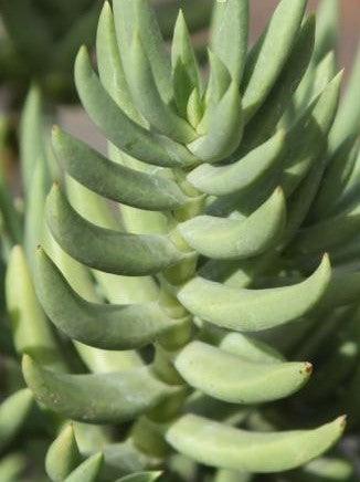 Crassula tetragona,Miniature Pine Tree - Kadiyam Nursery