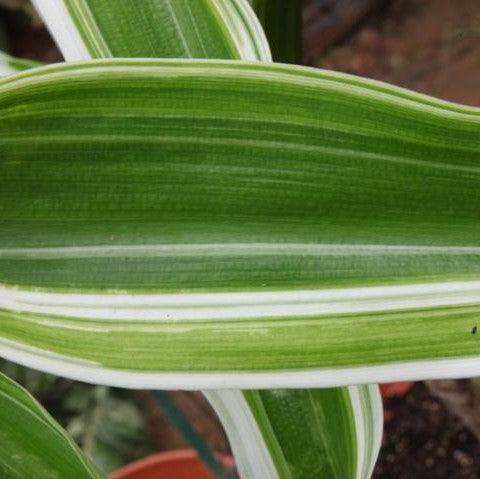 Crinum japonicum variegatum,Japanese Variegated Crinum - Kadiyam Nursery