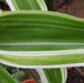 Crinum japonicum variegatum,Japanese Variegated Crinum - Kadiyam Nursery