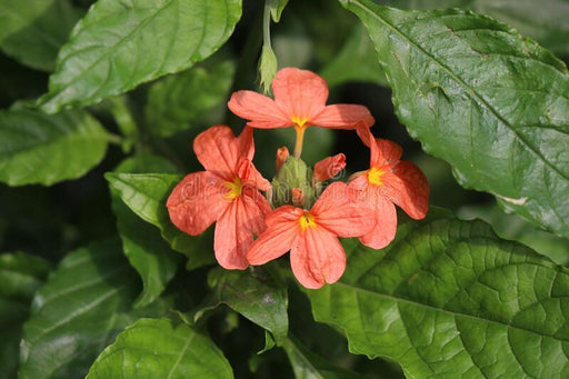 Crossandra Pink (Crossandra infundibuliformis) Firecracker Flower Kanakambaram Live Plant (1 healthy Live Plant) - Kadiyam Nursery