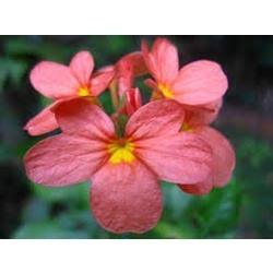 Crossandra Pink (Crossandra infundibuliformis) Firecracker Flower Kanakambaram Live Plant (1 healthy Live Plant) - Kadiyam Nursery