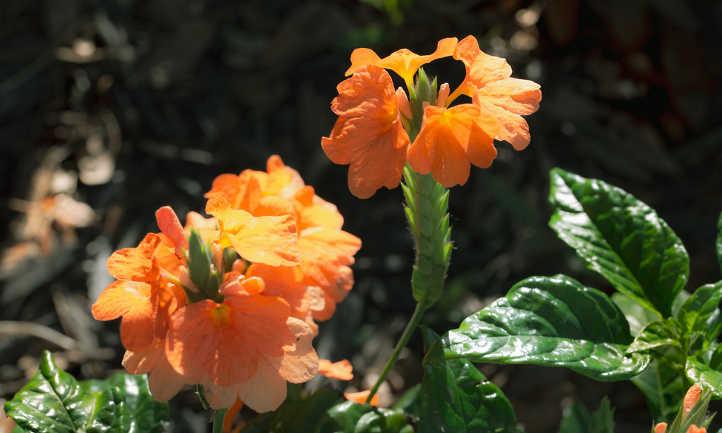 Crossandra Yellow (Crossandra infundibuliformis) Firecracker Flower Kanakambaram Live Plant (1 healthy Live Plant) - Kadiyam Nursery