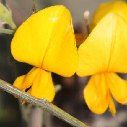 Crotalaria albida,Narrowleaf Rattlepod, Ban-methi, Bhendiphul - Kadiyam Nursery