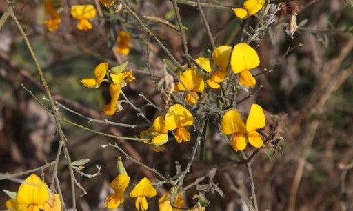 Crotalaria albida,Narrowleaf Rattlepod, Ban-methi, Bhendiphul - Kadiyam Nursery