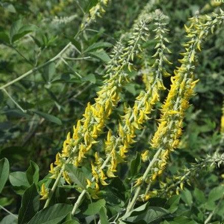 Crotalaria retusa,Rattle Weed, Shak-shak, Rattlebox, Wedge-leaf, Rattle Box - Kadiyam Nursery