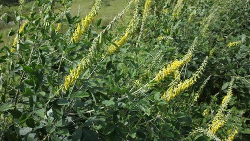 Crotalaria retusa,Rattle Weed, Shak-shak, Rattlebox, Wedge-leaf, Rattle Box - Kadiyam Nursery