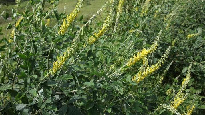 Crotalaria retusa,Rattle Weed, Shak-shak, Rattlebox, Wedge-leaf, Rattle Box - Kadiyam Nursery