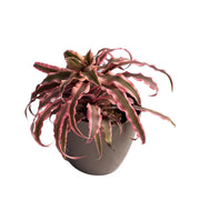 Cryptanthus Plant Earth Star Plant Air Purifier Cryptanthus Bivittatus Pink Starlite Pink Color Plant With Plastic Pot - Kadiyam Nursery