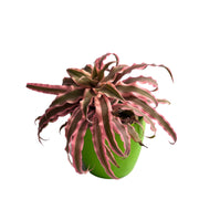 Cryptanthus Plant Earth Star Plant Air Purifier Cryptanthus Bivittatus Pink Starlite Pink Color Plant With Plastic Pot - Kadiyam Nursery