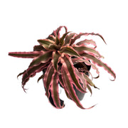 Cryptanthus Plant Earth Star Plant Air Purifier Cryptanthus Bivittatus Pink Starlite Pink Color Plant With Plastic Pot - Kadiyam Nursery