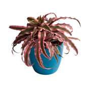 Cryptanthus Plant Earth Star Plant Air Purifier Cryptanthus Bivittatus Pink Starlite Pink Color Plant With Plastic Pot - Kadiyam Nursery