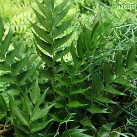 Crytomium fulcatum,Japanese Holly Fern - Kadiyam Nursery