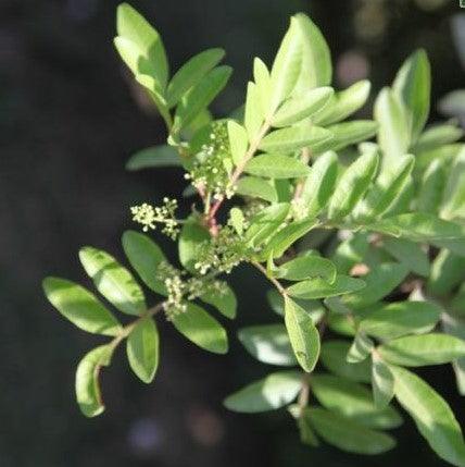 Cupaniopsis anacardioides,Tuckeroo, Carrotwood - Kadiyam Nursery