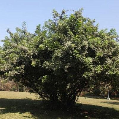 Cupaniopsis anacardioides,Tuckeroo, Carrotwood - Kadiyam Nursery