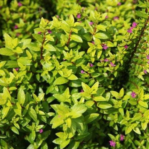 Cuphea hyssopifolia aurea,Cuphea Golden - Kadiyam Nursery