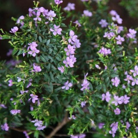 Cuphea hyssopifolia hybrid light purple,Cuphea Light Purple - Kadiyam Nursery