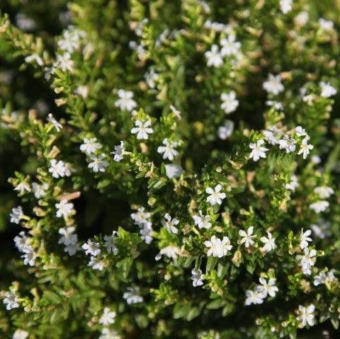 Cuphea hyssopifolia hybrid white,Cuphea White - Kadiyam Nursery