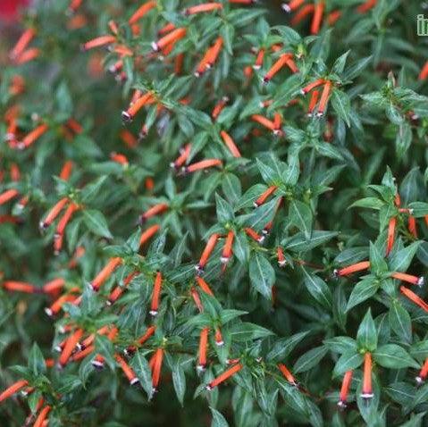 Cuphea ignea,Cigar Plant - Kadiyam Nursery