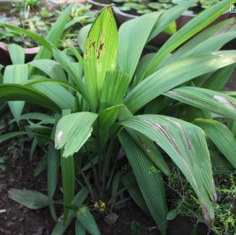 Curculigo capitulata,Curculigo, Ground Orchid - Kadiyam Nursery